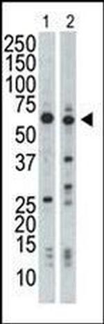 NRBP Antibody in Western Blot (WB)