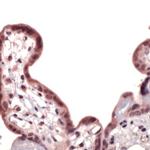 Nrf2 Antibody in Immunohistochemistry (IHC)
