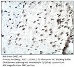 D4S234E Polyclonal Antibody