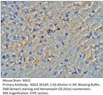 NSG2 Polyclonal Antibody