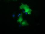 NSMCE2 Antibody in Immunocytochemistry (ICC/IF)