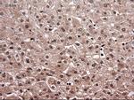 NT4 Antibody in Immunohistochemistry (Paraffin) (IHC (P))