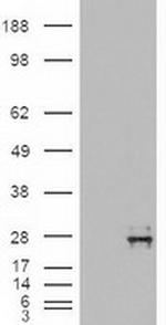 NT4 Antibody in Western Blot (WB)