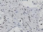 NT5DC1 Antibody in Immunohistochemistry (Paraffin) (IHC (P))