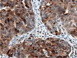 NT5DC1 Antibody in Immunohistochemistry (Paraffin) (IHC (P))