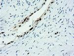 NT5DC1 Antibody in Immunohistochemistry (Paraffin) (IHC (P))