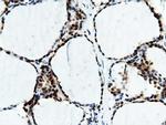 NT5DC1 Antibody in Immunohistochemistry (Paraffin) (IHC (P))