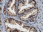 NT5DC1 Antibody in Immunohistochemistry (Paraffin) (IHC (P))