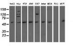 NT5DC1 Antibody in Western Blot (WB)