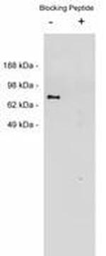 NTN1 Polyclonal Antibody