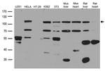 NTRK1 Antibody in Western Blot (WB)