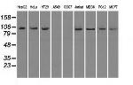NTRK3 Antibody in Western Blot (WB)