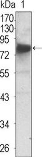 TrkC Monoclonal Antibody (4G5)