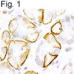 NTSR2 Antibody in Immunohistochemistry (Paraffin) (IHC (P))