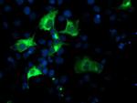 NUCB1 Antibody in Immunocytochemistry (ICC/IF)