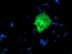 NUCB1 Antibody in Immunocytochemistry (ICC/IF)