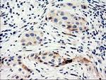 NUCB1 Antibody in Immunohistochemistry (Paraffin) (IHC (P))
