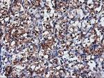 NUCB1 Antibody in Immunohistochemistry (Paraffin) (IHC (P))