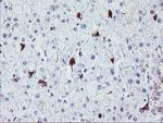 NUCB1 Antibody in Immunohistochemistry (Paraffin) (IHC (P))