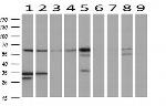 NUCB1 Antibody in Western Blot (WB)