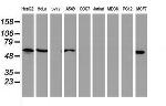 NUCB1 Antibody in Western Blot (WB)