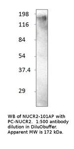 KAT13C/NCOA2 Polyclonal Antibody