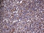 NUDT12 Antibody in Immunohistochemistry (Paraffin) (IHC (P))