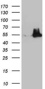 NUDT12 Antibody in Western Blot (WB)