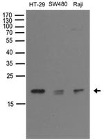 NUDT15 Antibody in Western Blot (WB)
