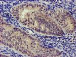 NUDT6 Antibody in Immunohistochemistry (Paraffin) (IHC (P))