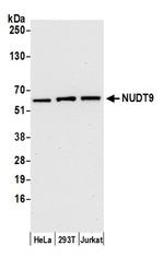 NUDT9 Polyclonal Antibody