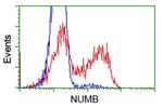 NUMB Antibody in Flow Cytometry (Flow)