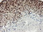 NUMB Antibody in Immunohistochemistry (Paraffin) (IHC (P))