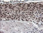 NUMB Antibody in Immunohistochemistry (Paraffin) (IHC (P))