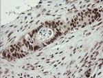 NUMB Antibody in Immunohistochemistry (Paraffin) (IHC (P))