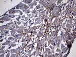 NUMB Antibody in Immunohistochemistry (Paraffin) (IHC (P))