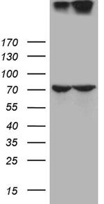 NUP210 Antibody in Western Blot (WB)