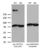 NUP210 Antibody in Western Blot (WB)