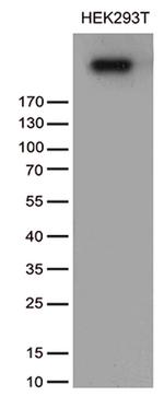 NUP210 Antibody in Western Blot (WB)