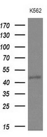 NUP43 Antibody in Western Blot (WB)