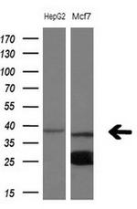 NUP43 Antibody in Western Blot (WB)