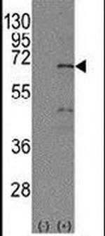 NR4A1 Antibody in Western Blot (WB)