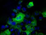 NXNL2 Antibody in Immunocytochemistry (ICC/IF)