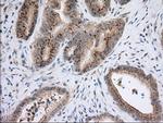 NXNL2 Antibody in Immunohistochemistry (Paraffin) (IHC (P))