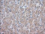 NXNL2 Antibody in Immunohistochemistry (Paraffin) (IHC (P))