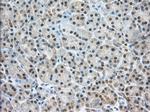 NXNL2 Antibody in Immunohistochemistry (Paraffin) (IHC (P))