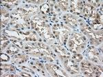 NXNL2 Antibody in Immunohistochemistry (Paraffin) (IHC (P))