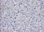 NXNL2 Antibody in Immunohistochemistry (Paraffin) (IHC (P))