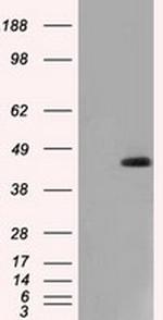 NXNL2 Antibody in Western Blot (WB)