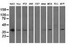 NXNL2 Antibody in Western Blot (WB)